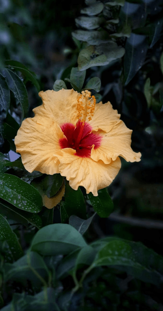 A yellow hibiscus flower with a red center is blooming among dark green leaves.